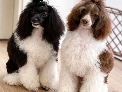Toy poodle