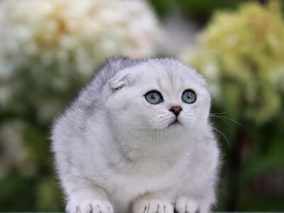 Scottish Fold kiisutüdruk