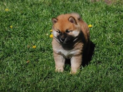 Shiba Inu