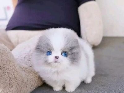 Pomeranian kutsikad müügil