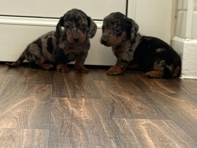 Gorgeous miniature dachshund