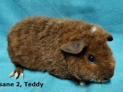 Tõu merisead Teddy, isased