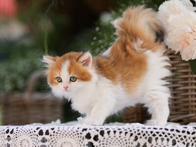 Ainuke EESTIS Briti kassipoeg GOLDEN/WHITE