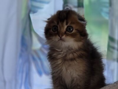 Scottish Fold