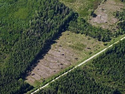 Metsamaa 3,59 ha – Saarde vald, Leipste küla
