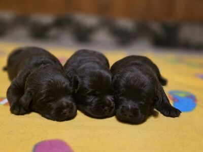 Labradori retriiveri kutsikad FCI