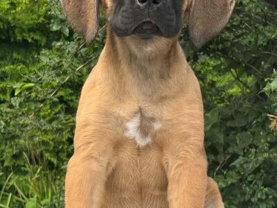 Cane Corso kutsikad