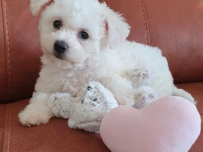Bichon Frise