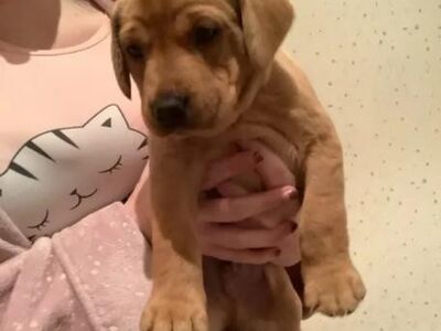 Rebasepunase labradori retriiveri kutsikad müügiks