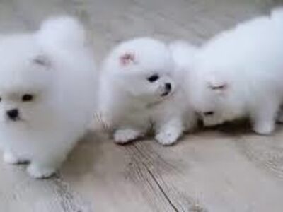 Ilusad valge pomeranianide kutsikad