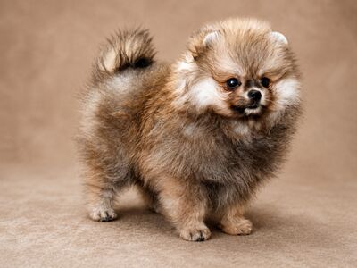 Pomeranian Spitz