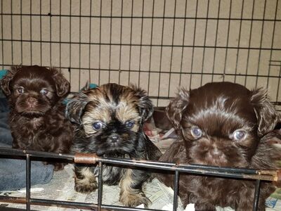 Shih Tzu kutsikad