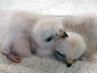 Gyr Falcons and Golden Eagle Eyas for Sale