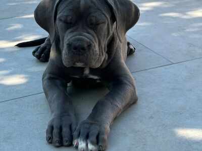 Cane Corso kutsikad
