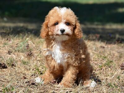 Maltipoo kutsikad