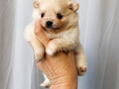 Pomeraniani kutsikas
