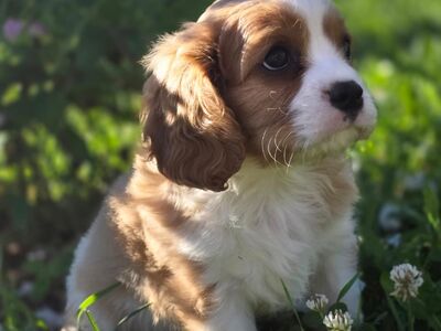 Cavalier King Charles Spanjeli kutsikas