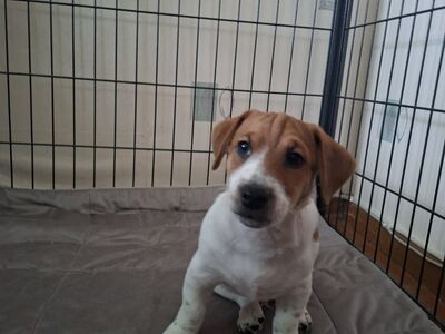 Jack Russell Terrier