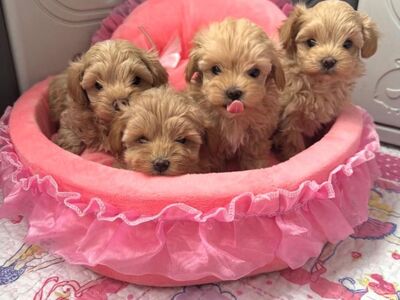 Maltipoo kutsikad