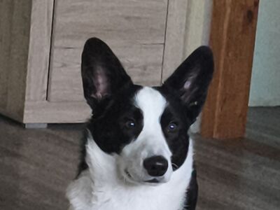 Corgi