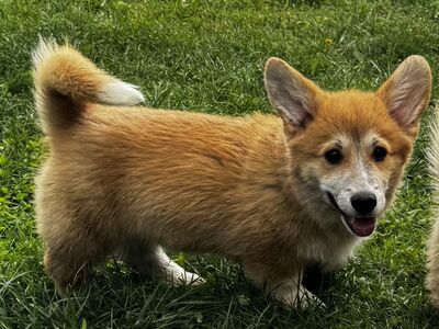 Welsh corgi Pembroke