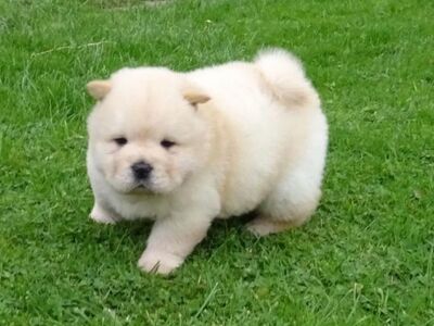 Chow chow kutsikad