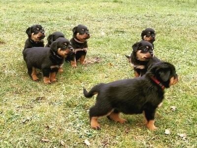 Precious Rottweiler puppies