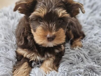 Chocolate Yorkshire  Terrier