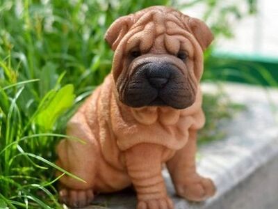 Terved shar pei kutsikad müügil