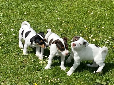 JACK RUSSELL