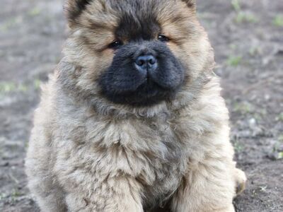 Chow chow kutsikad