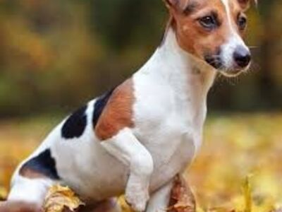 Siledakarvaline Jack Russell