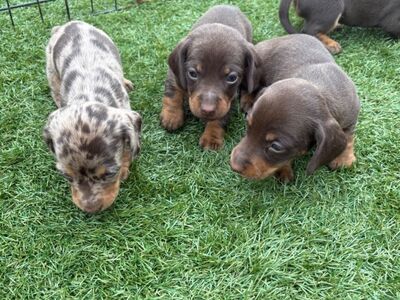Miniature dachshund puppies