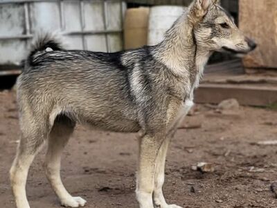 Läänesiberi laika