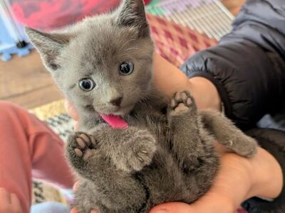 Russian blue kittens