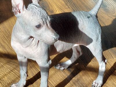 Xoloitzcuintle miniature,mehhiko karvutu koer väik