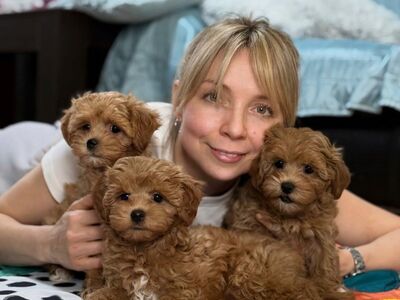 Terved Maltipoo kutsikad ootavad uut kodu.
