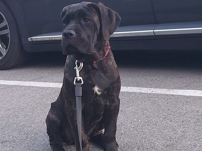 Cane Corso