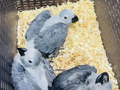 Buy Nala African Grey Parrot
