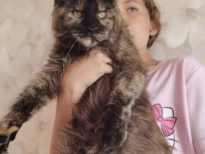 Maine Coon tüdruk