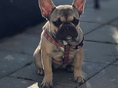 Prantsuse Buldog