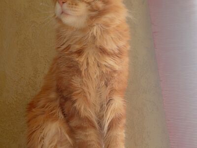 Isane 1-aastane Maine Coon