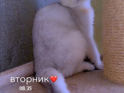 Scottish fold