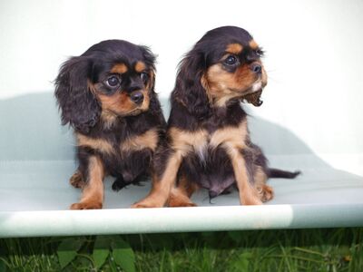 Cavalier King Charles spanjeli poiss