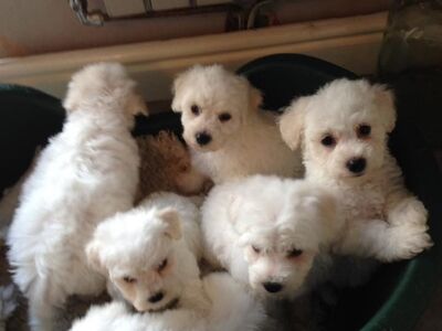 Bichon frise