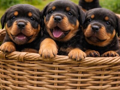Rottweileri kutsikad