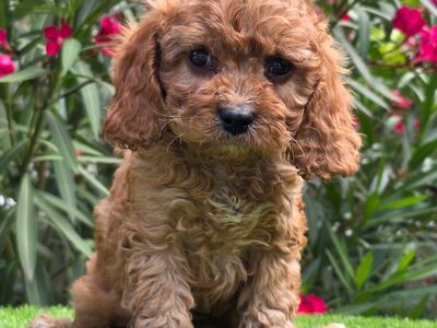 Cavapoo kutsikad