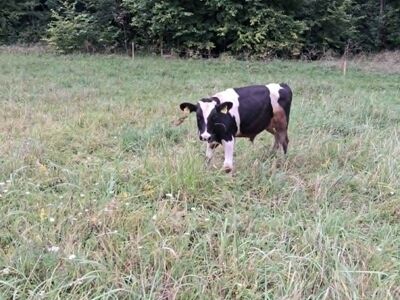 Müüa  Pullvasikas
