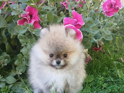Pomeranian kutsikas