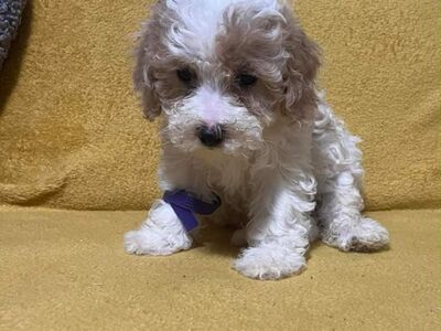 Beautiful Toy Poodle Puppies